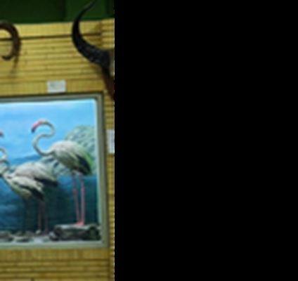 متحف التاريخ الطبيعي في تبريز، مكان للتعرف على طبيعة شمال شرق إيران